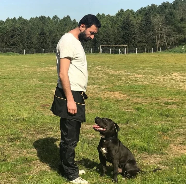 Bodrum Fun Pet Otel ve Köpek Eğitim Merkezi - Torba, Bodrum pet otel