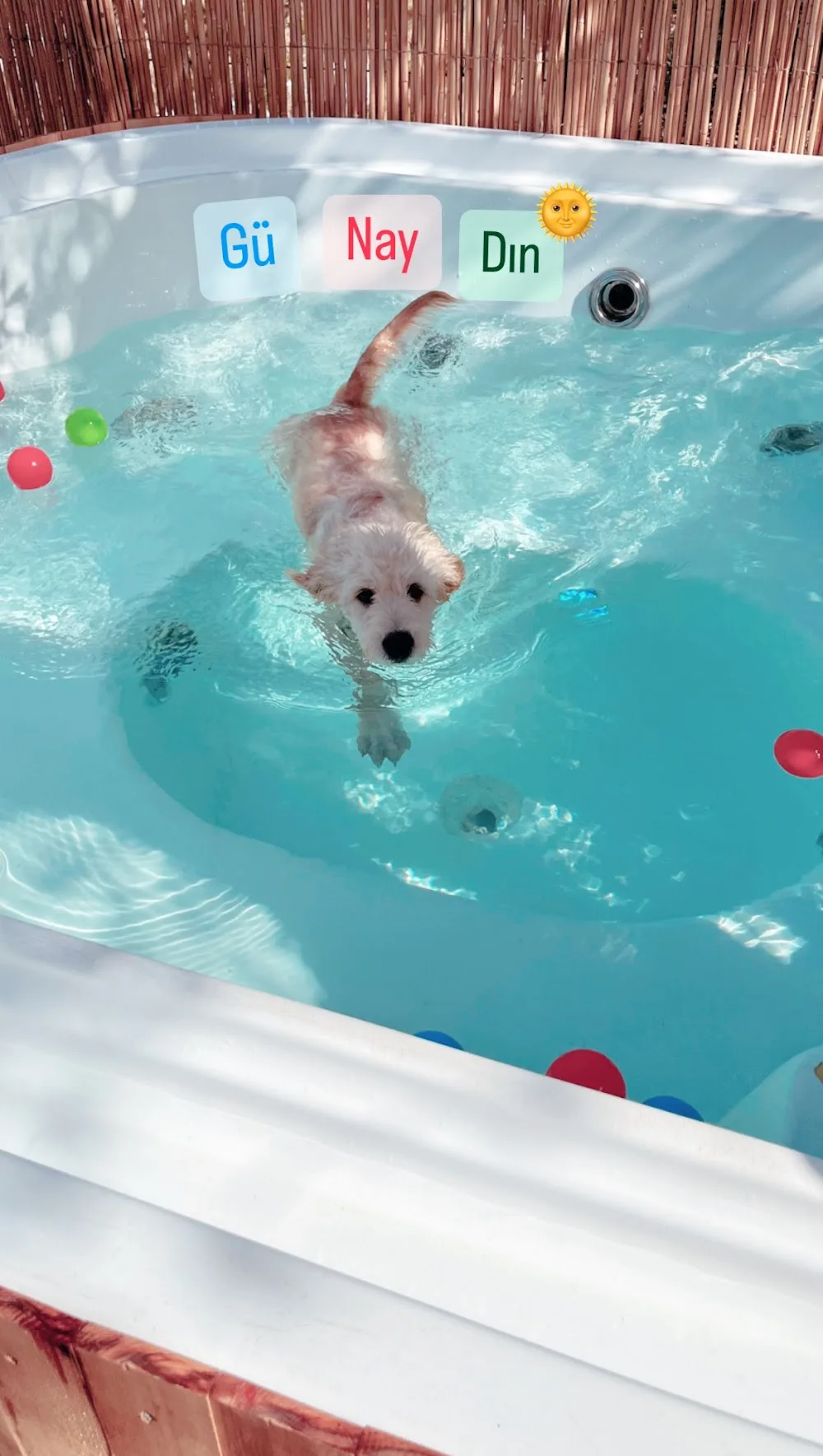 Bodrum Kaju Pet Pansiyon - Torba, Bodrum pet otel