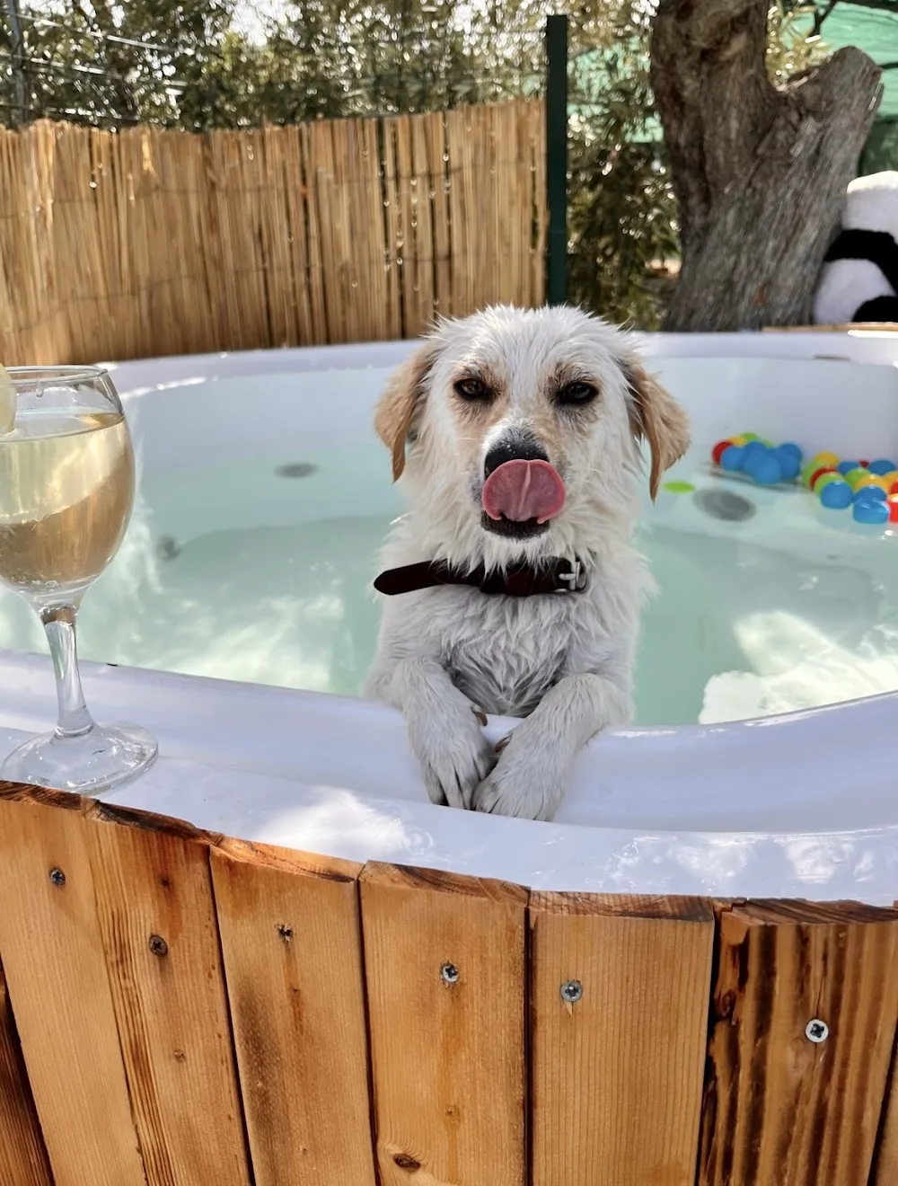 Bodrum Kaju Pet Pansiyon Torba pet otel görseli 3