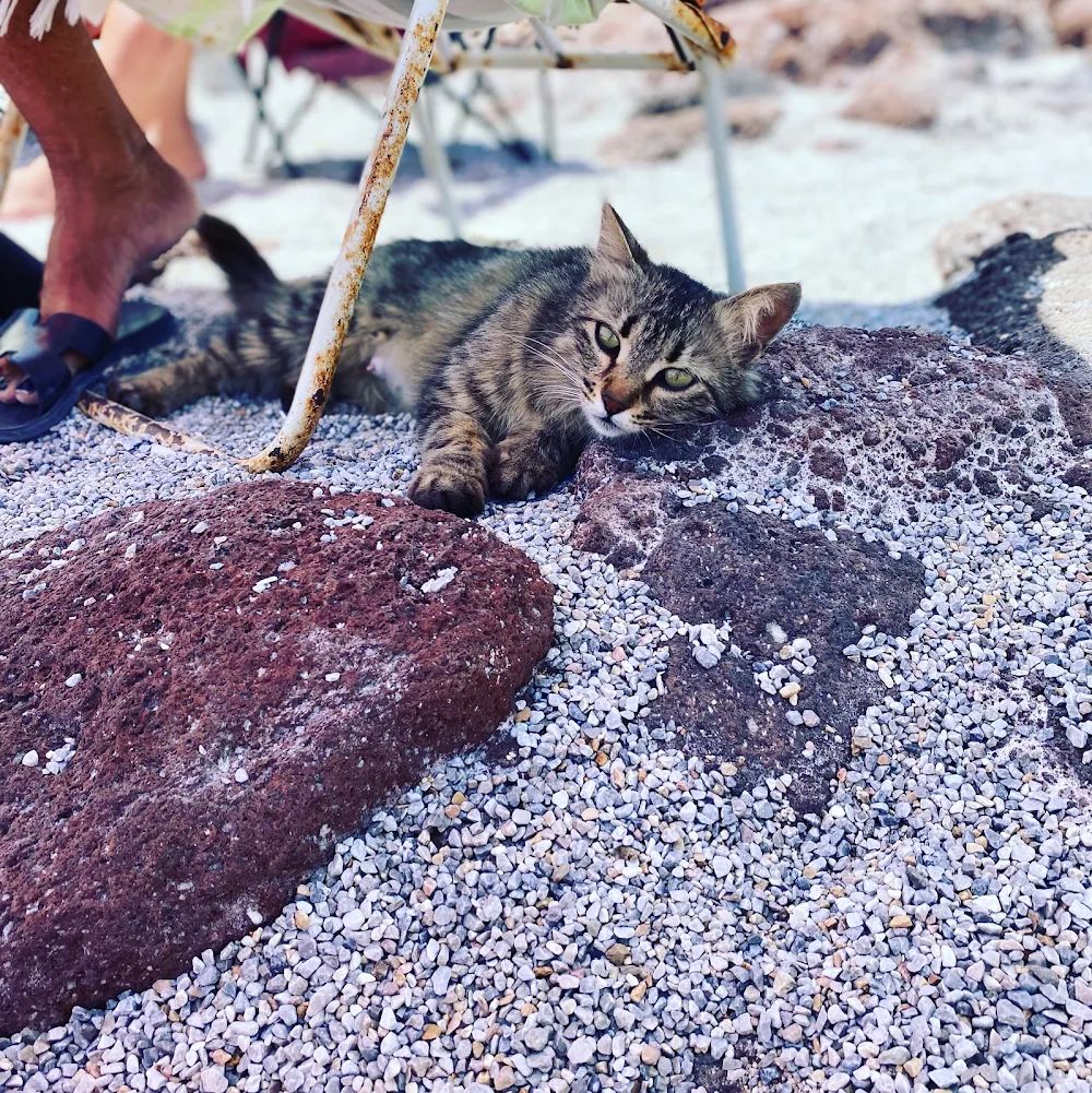Bodrum Kedi Oteli - Bahçelievler, Turgutreis pet otel