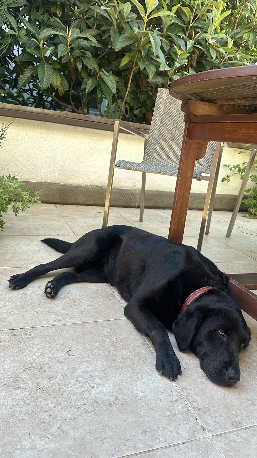 Bodrum Köpek Oteli - Torba, Bodrum pet otel