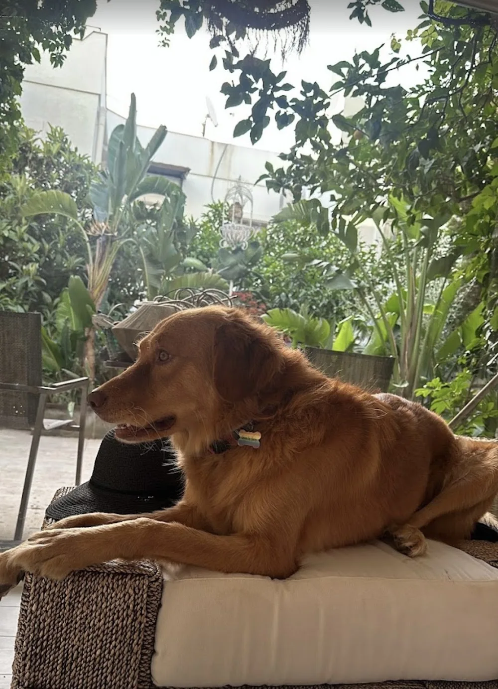 Bodrum Köpek Oteli Torba pet otel görseli 3