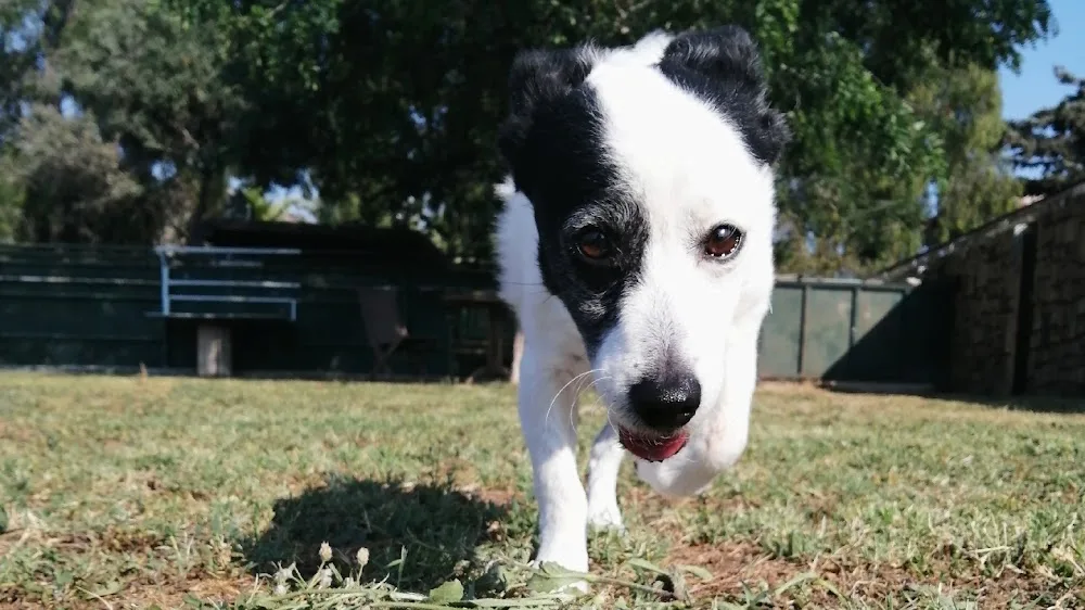 Countryranch Bodrum Kedi-Köpek Oteli ve Köpek Eğitim Merkezi İslamhaneleri pet otel görseli 3