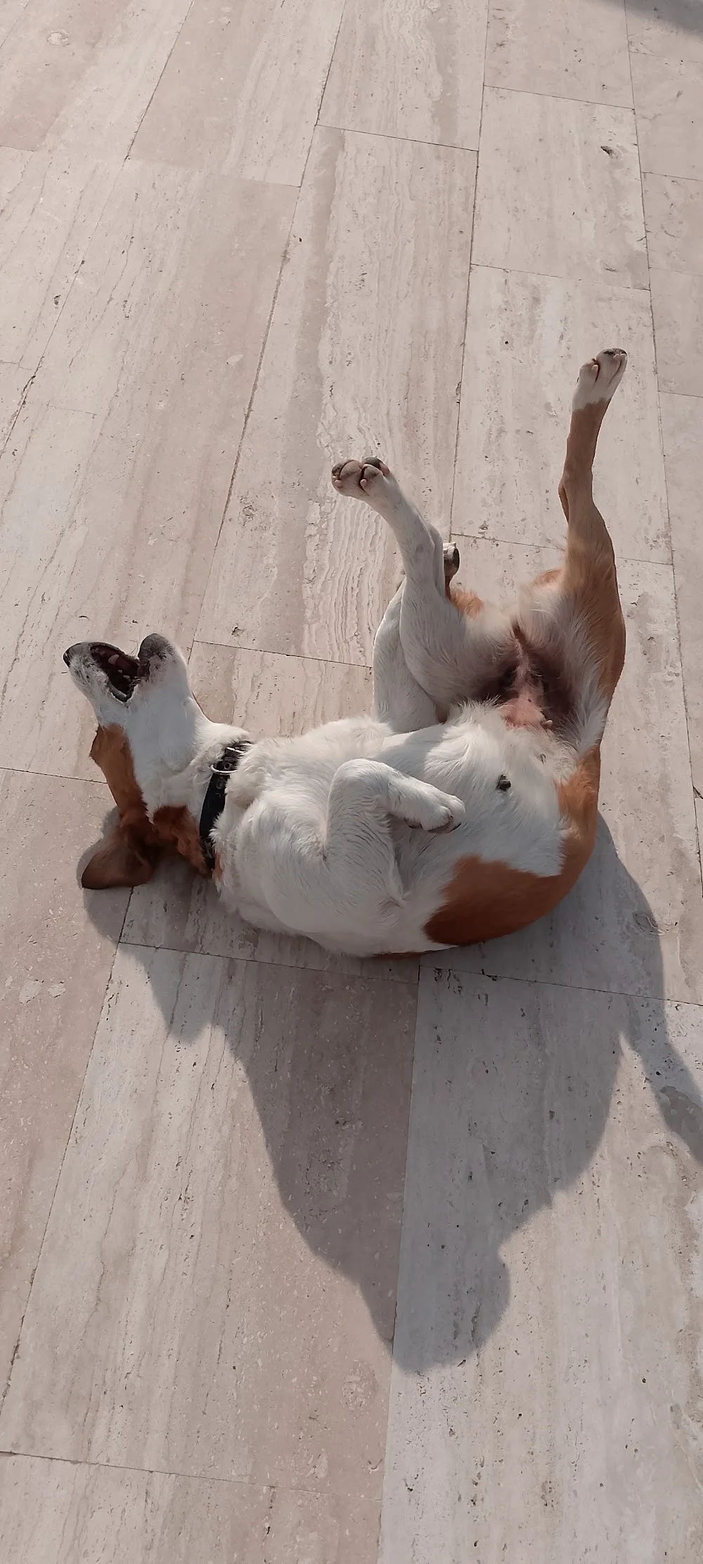 Happy our friends köpek oteli bodrum milas - Dörttepe, Milas pet otel