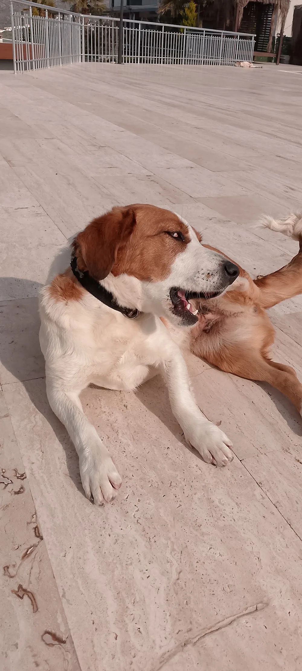 Happy our friends köpek oteli bodrum milas Dörttepe pet otel görseli 3