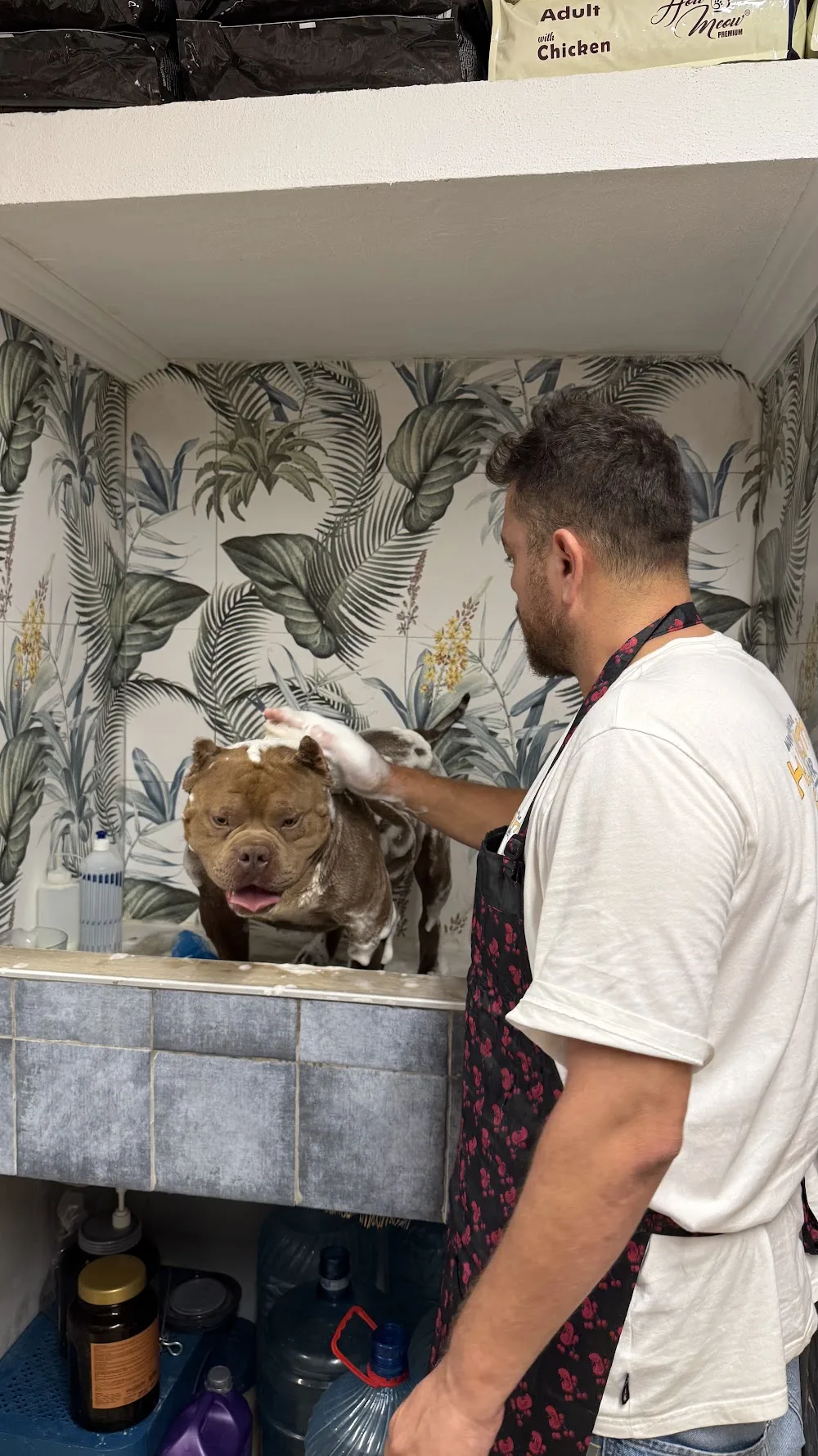 LATTE PET KUAFÖR BODRUM Umurca pet otel görseli 3