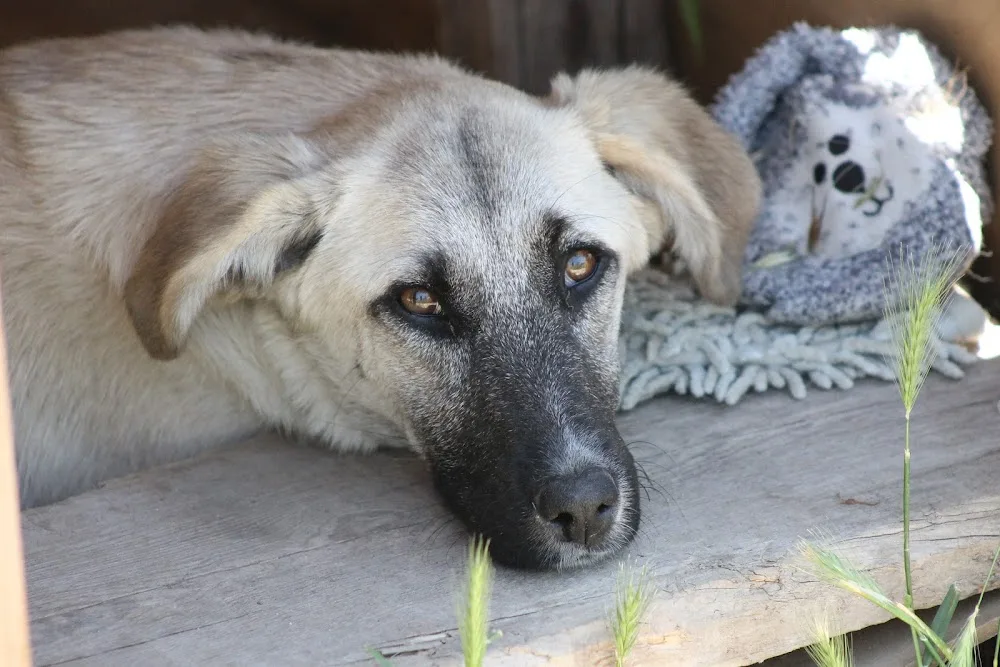 Pati Konak Kedi Köpek Oteli Pansiyonu ve Pet Taksi Nakil Bodrum Milas Muğla - Akyol, Milas pet otel
