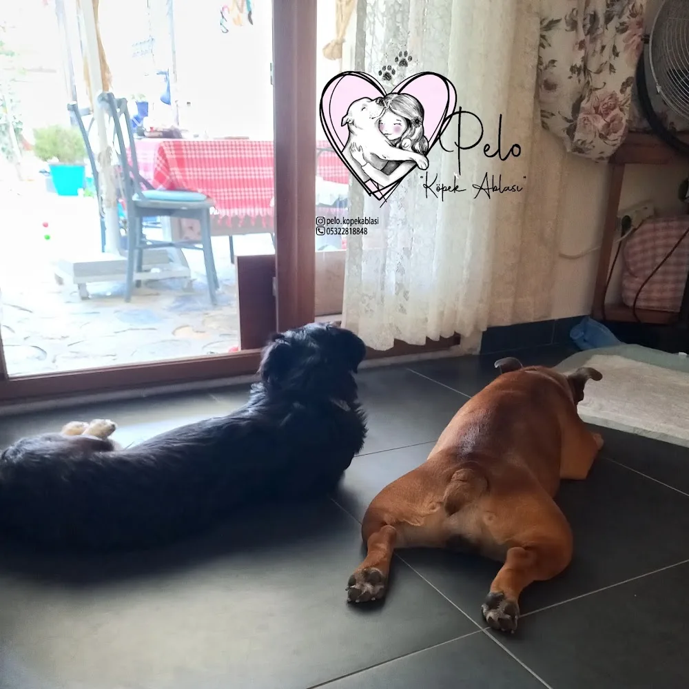 Pelo Köpek Ablası , Gündüz Bakım, Gece Konaklama Hizmeti, Köpek Bakımı, Köpek Hoteli, Köpek Pansiyonu - Kızılağaç, Bodrum pet otel