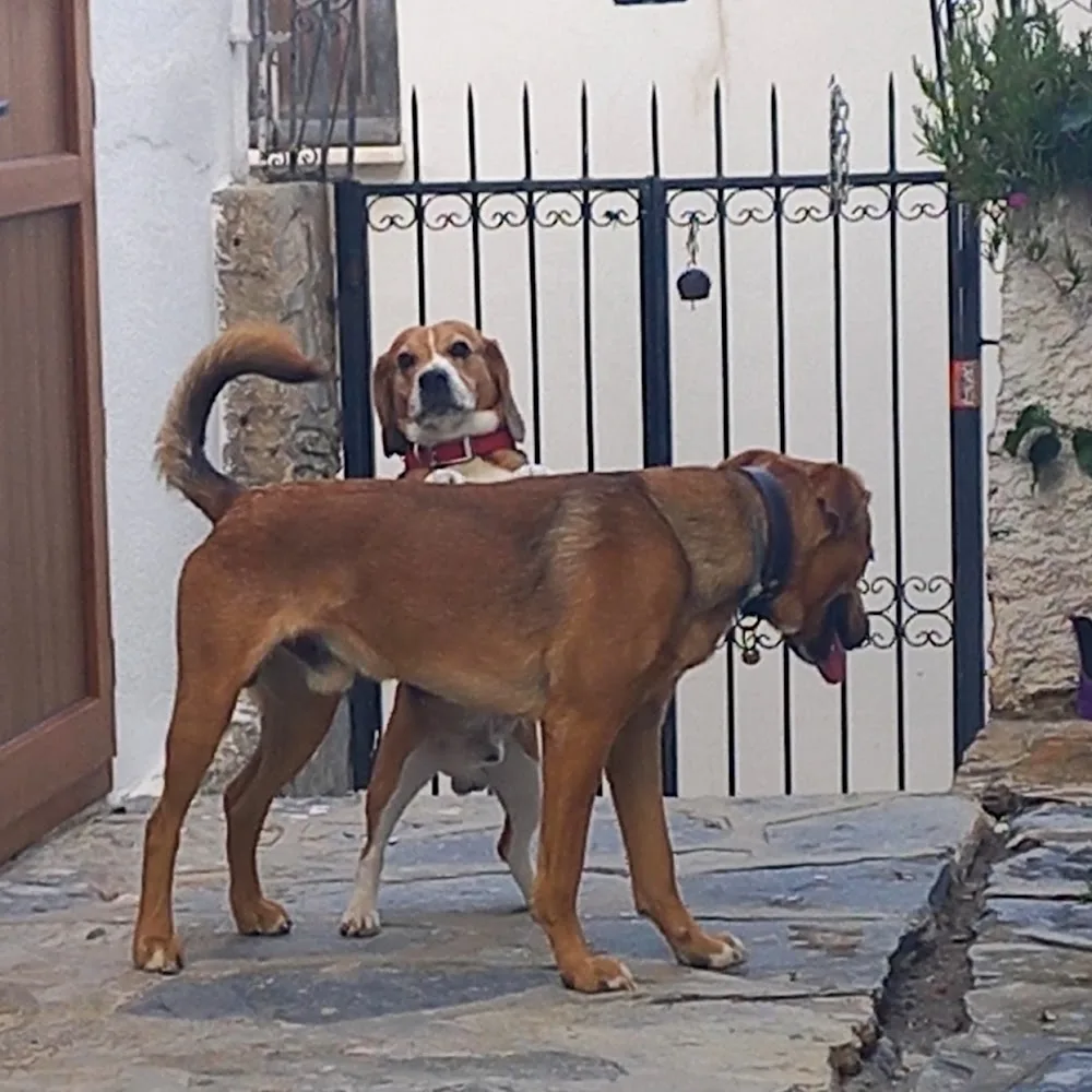 Pelo Köpek Ablası , Gündüz Bakım, Gece Konaklama Hizmeti, Köpek Bakımı, Köpek Hoteli, Köpek Pansiyonu Kızılağaç pet otel görseli 3