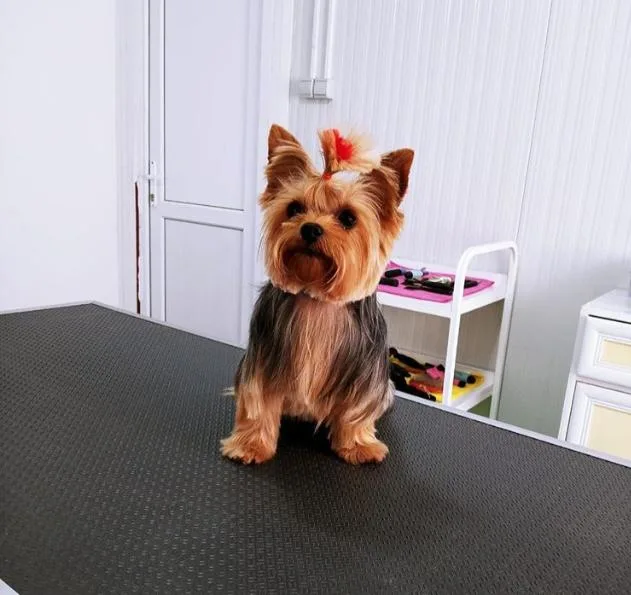 Sevpati Pet (Pet Pansiyon & Pet Kuaför & Pet Shop) Müskebi pet otel görseli 3
