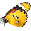 https://www.bodrumpetotel.com/wp-content/uploads/2019/08/butterfly.png